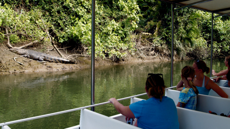 Daintree Rainforest Tours - Spot a crocodile on the 1 hour Daintree River Cruise 