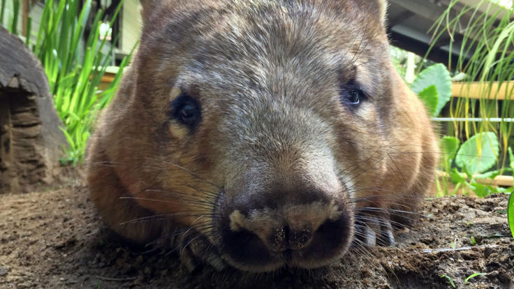 Rainforestation | Juliet The Wombat