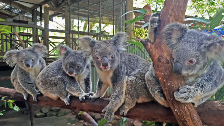 Cuddle A Koala At Rainforestation