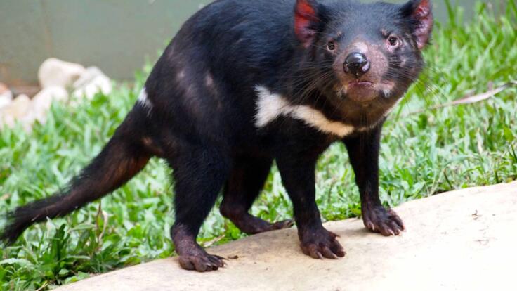 The Almighty Tasmanian Devil | Rainforestation