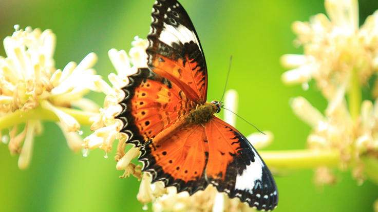 Orange Lacewing Butterfly - Kuranda Butterfly Sanctuary