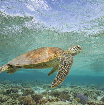 Sea turtle, Lady Elliot Island Bundaberg
