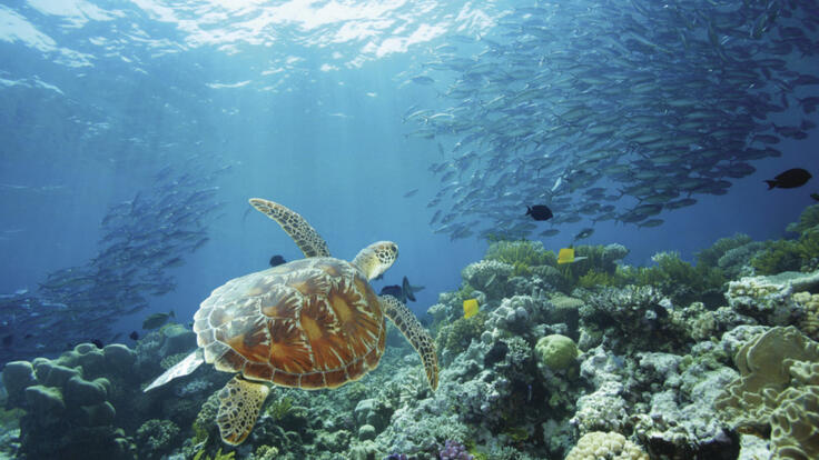 Snorkelling with Turtles on the Great Barrier Reef