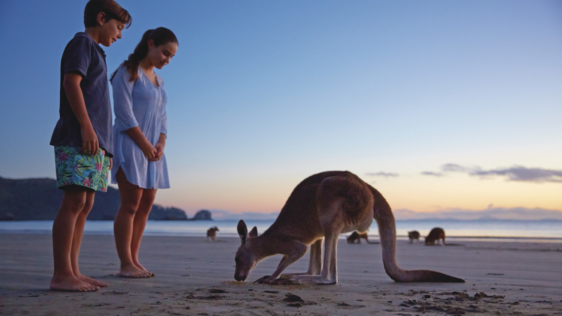 Kangaroos on the beach, Cape Hillsborough