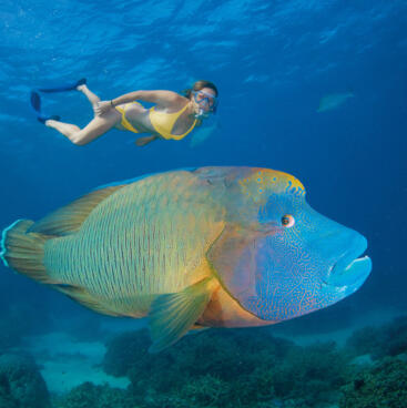 Snorkelling with the famous Maori Wrasse Wally on the Great Barrier Reef
