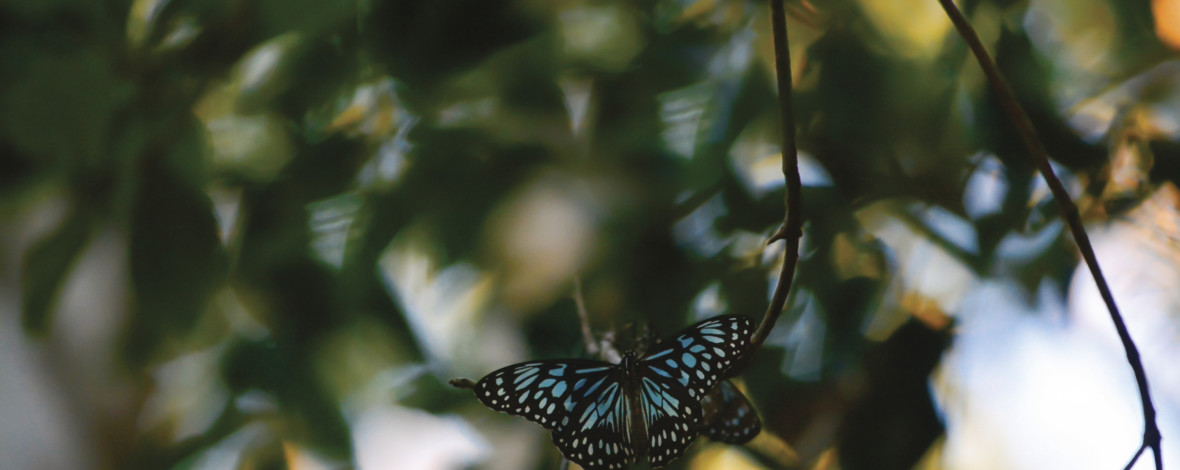 Ulysses Butterfly, Daintree Rainforest