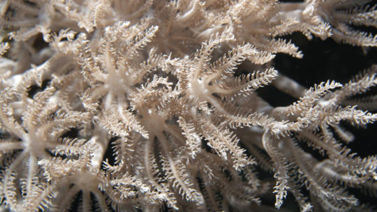 Xenia Soft Coral, Great Barrier Reef