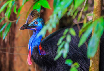 Daintree Rainforest Tours & Attractions - Cassowary in the rainforest, Tropical North Queensland