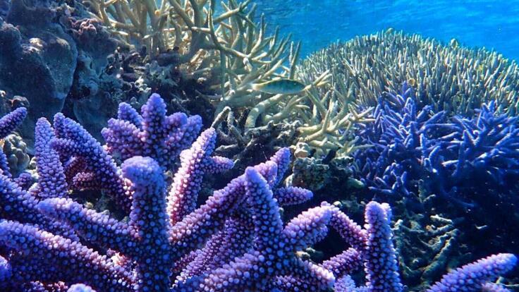 Snorkel Tour & Fishing Tour 1770 - Agnes Water - Purple Coral