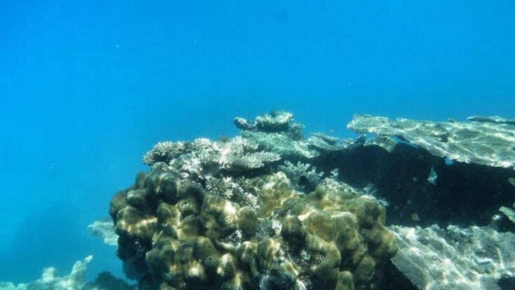 Seventeen Seventy Snorkel Tours - Corals 