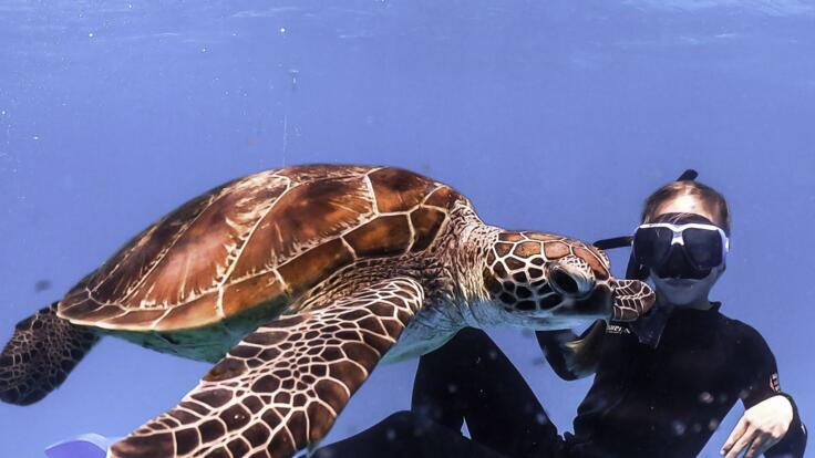 Lady Musgrave Island Tours - Snorkel with Turtles 
