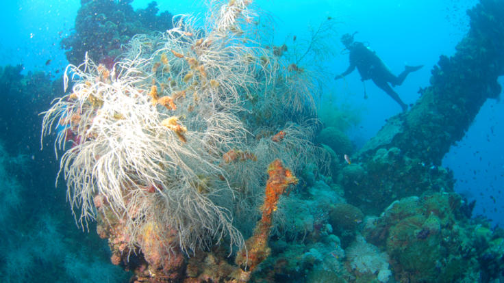 Dive the SS Yongala Wreck off Townsville and Magnetic Island