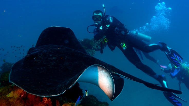 Dive with the Rays at SS Yongala Wreck Townsillve