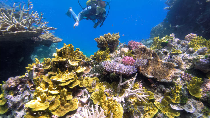 Abundance of coral |Townsville snorkel and dive tour