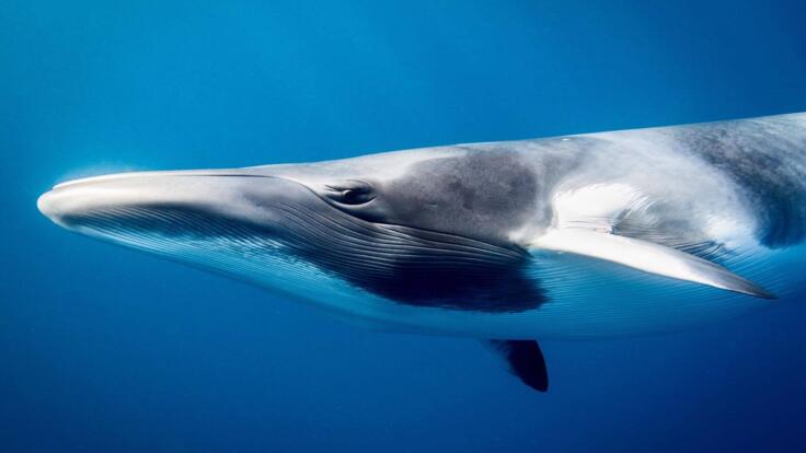  Expeditions Great Barrier Reef - Swim with Minke Whales