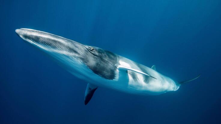 Charter Yachts Great Barrier Reef - Dive Expeditions Great Barrier Reef - Minke Whales