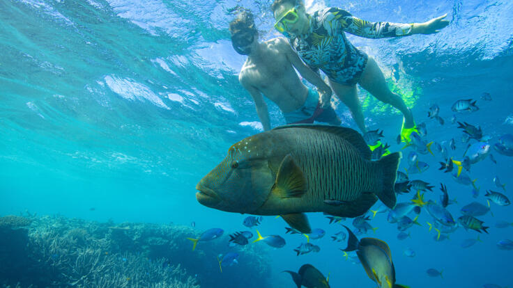 Hamilton Island Yacht Charters - Snorkel with Maori Wrasse Called George - TEQ