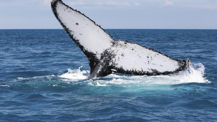 Whale Watching Townsville - See Whales June to September