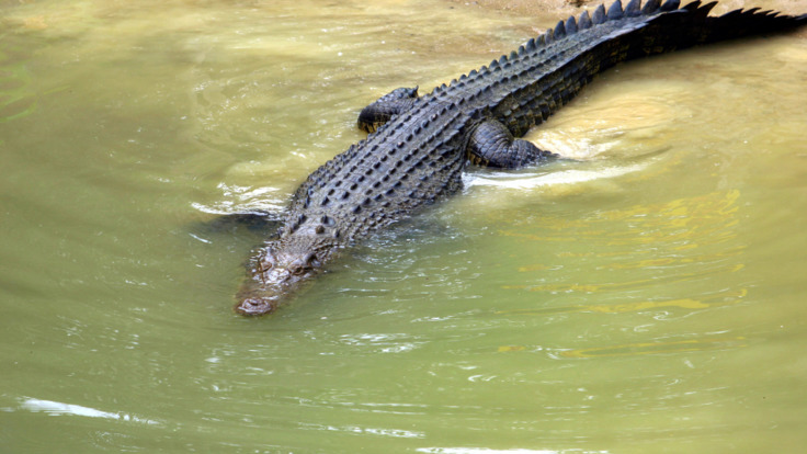 Daintree Rainforest Tours - Crocodiles in the wild at Cape Tribulation