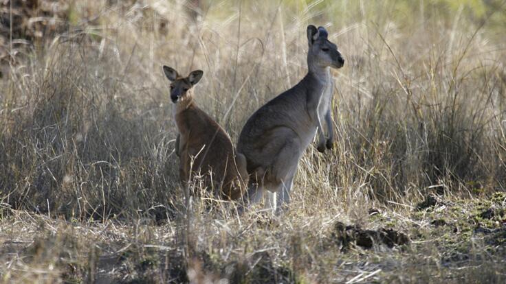 Cairns Tours - Kangaroos in the Australian outback