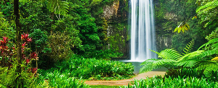 Cairns Tours  - Millaa Millaa Waterfalls - Cairns - Food tour