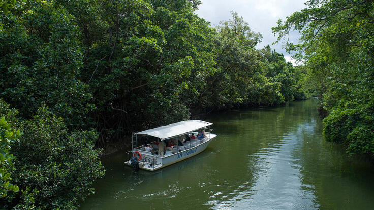 Daintree River Cruise Part of 3 Day Combo