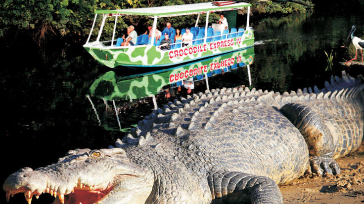 Dainitree River Cruises to Spot Crocodiles