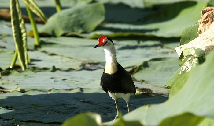 Chillagoe Tours - Native bird life in the Queensland outback
