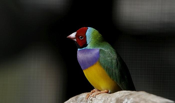 Chillagoe Tours - The native Gouldian Finch in Cairns Australia