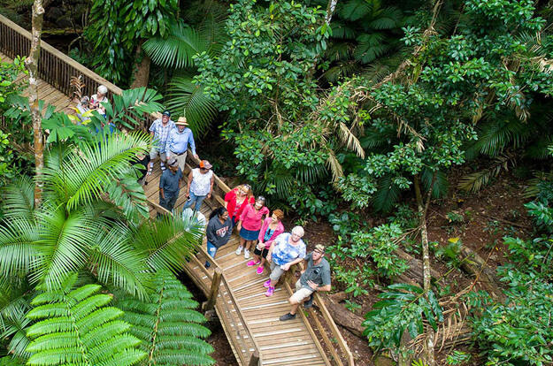 Daintree Rainforest Tour - Guided Tours on the Elevated Boardwalks
