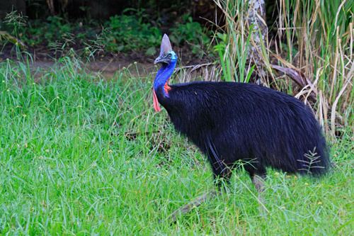 Daintree Rainforest Tour - See Cassowary in the wild