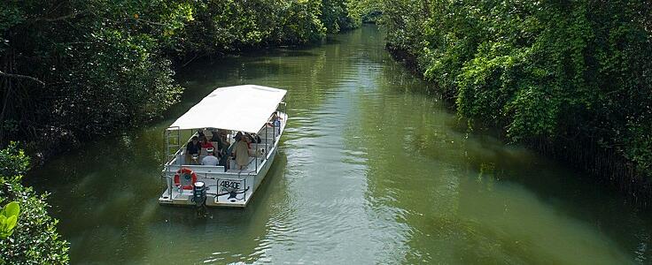 Daintree Rainforest Tours - Guide Tour of the Daintree River