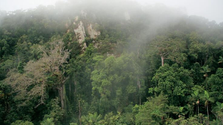 Luxury Daintree Rainforest Tours - Misty Mountains