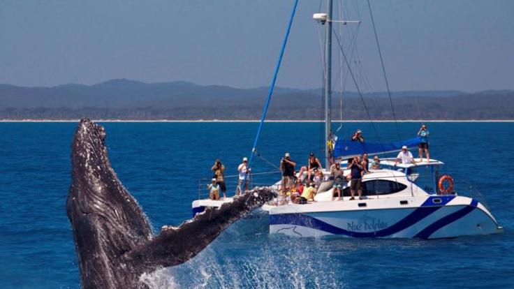 An experience of a lifetime - Hervey Bay Full Day Whale Watching & Sailing 