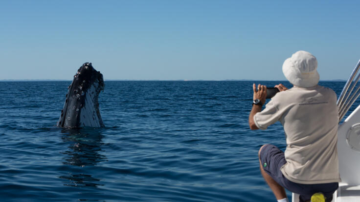 Small Group Whale Watching Tours Hervey Bay - Whale Spy hopping