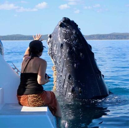 Hervey Bay Whale watching tours- Small Group Whale Watching Tours 