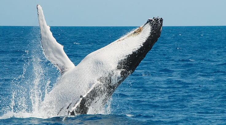 Whale watching - Hervey Bay - Fraser Island