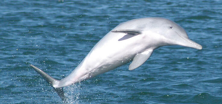 Hervey Bay Cruises - Dolphin Cruises