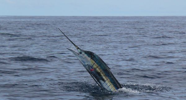Fishing Charters Cairns | Marlin Fishing