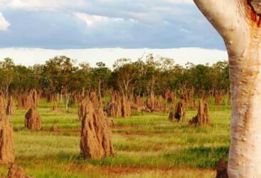 Termites Mounds | Food Tasting Tour - Discover The Atherton Tablelands In Tropical North Queensland