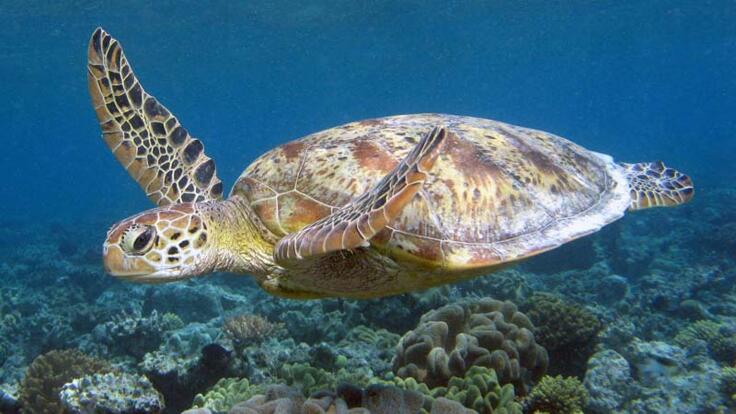 Swim With Turtles at Low Isles - Barrier Reef Australia
