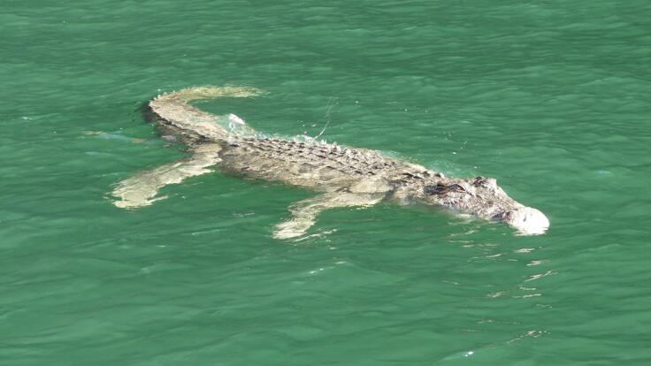 Kimberley Cruises - King George River Crocodile