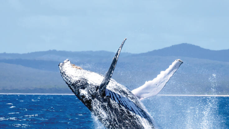 Yacht Charters Whitsundays - Humpback Whale Breaching