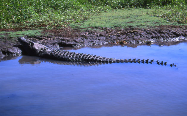 Cape York Tours - Spot a croc from the air as you fly over Cape York