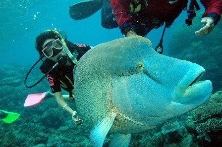 Cairns Learn To Dive Courses - Snorkel with a Moari Wrasse, Great Barrier Reef