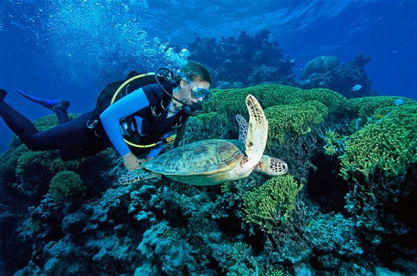 Dive with Turtles on the Great Barrier Reef