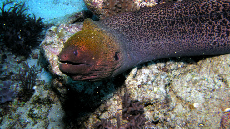 Cairns Dive Tours - Moray eel on the Great Barrier Reef in Australia