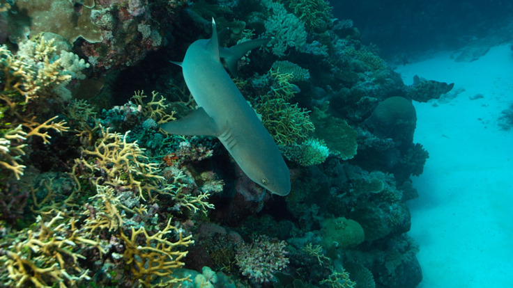 Cairns Dive Tours - Dive with sharks on the Great Barrier Reef in Australia
