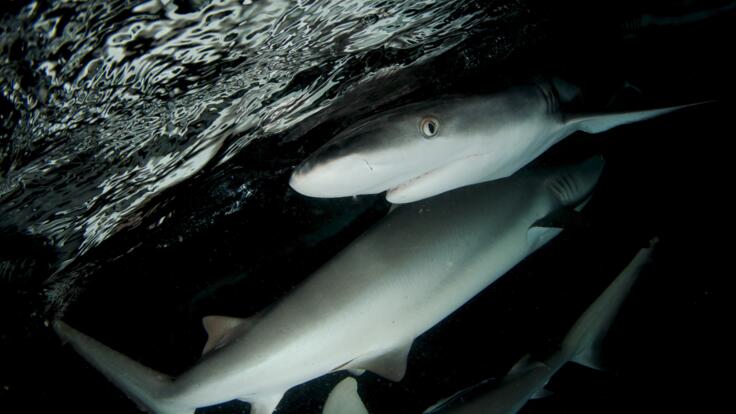 Cairns Dive Tours - Night dives With Sharks