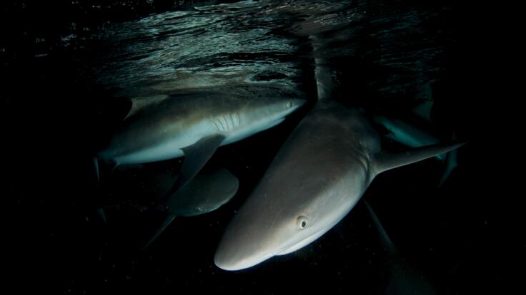 Cairns Dive Tours - Night dives With Sharks